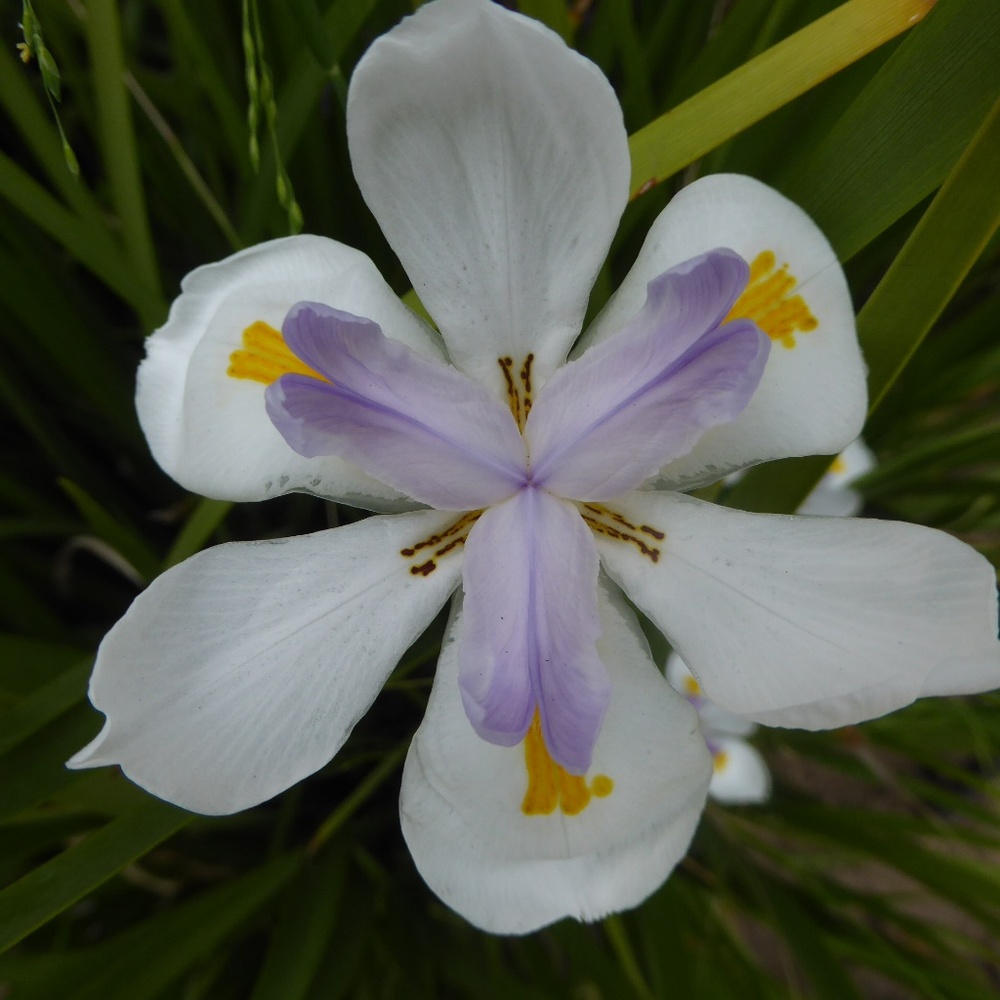 Meet your Posher, Lillo